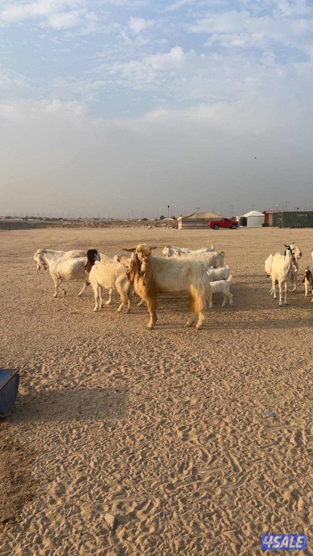 للبيع معزاء ضرايب0