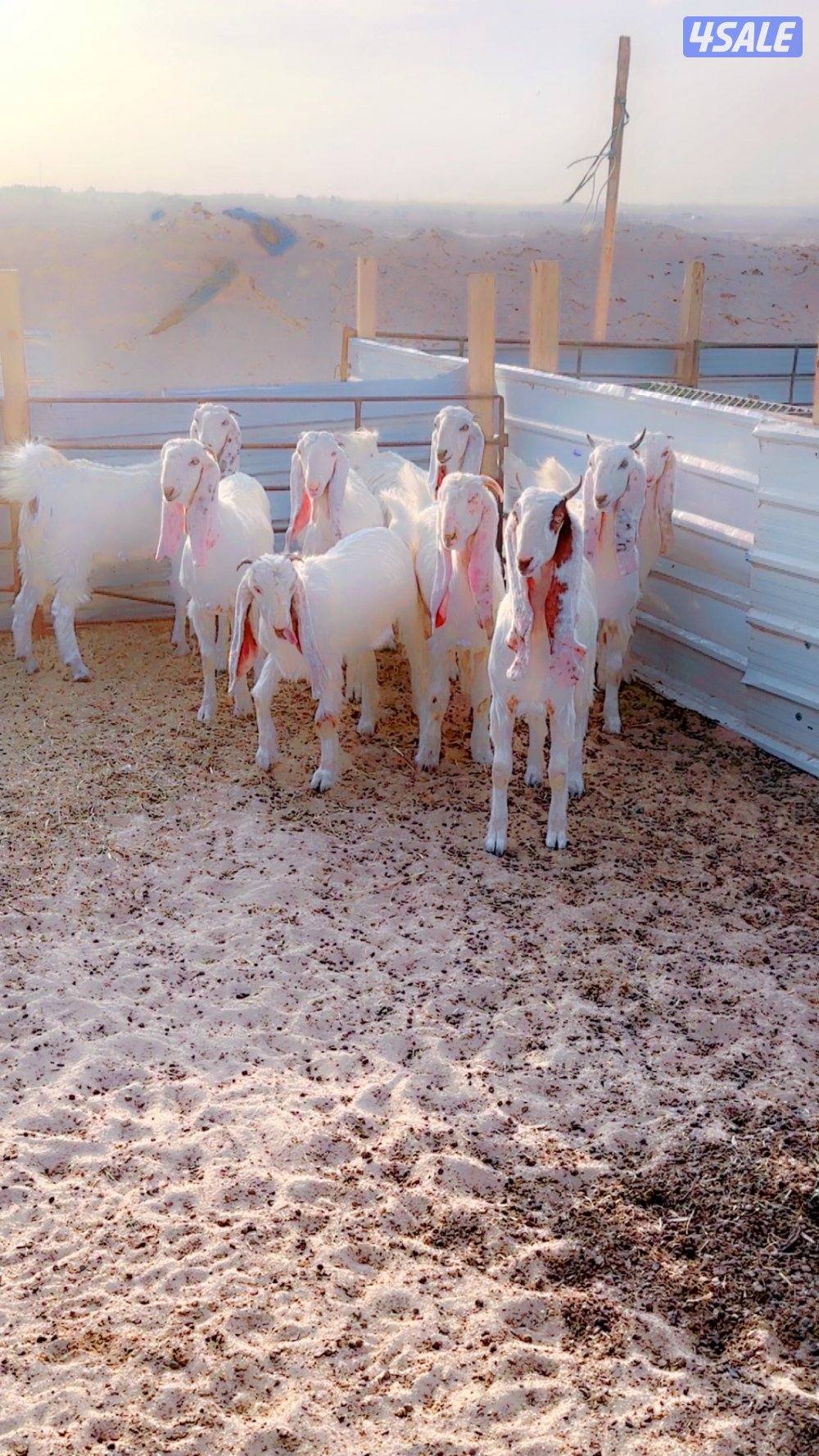 للبيع معزاء ضرايب1