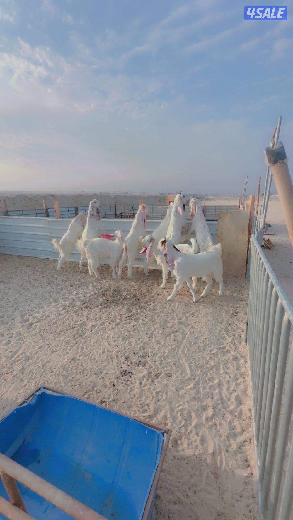 للبيع معزاء ضرايب2