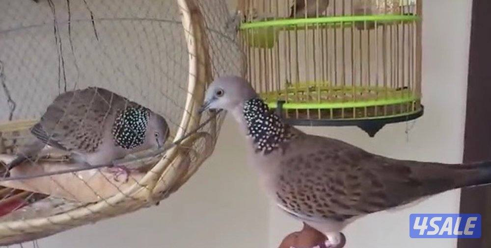 حمام تايلندي + حمام بر ( قمري )0