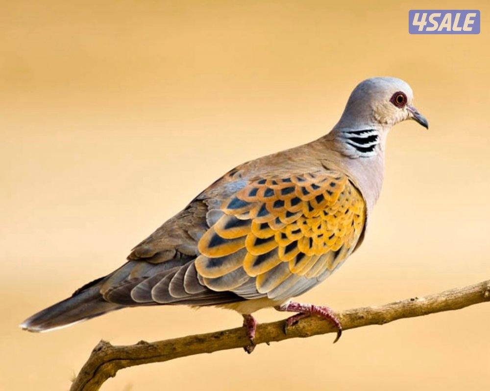 حمام تايلندي + حمام بر ( قمري )2