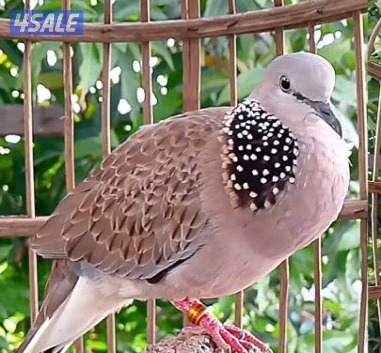 حمام تايلندي + حمام بر ( قمري )1