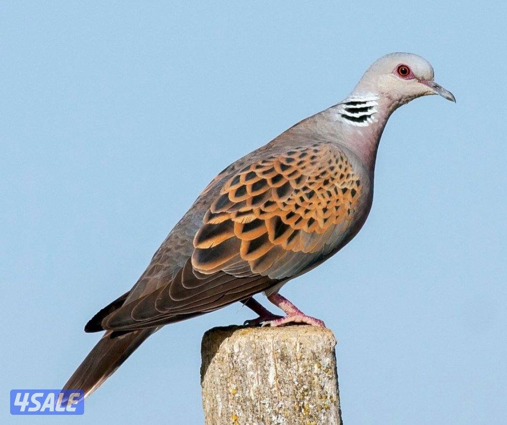 حمام تايلندي + حمام بر ( قمري )3