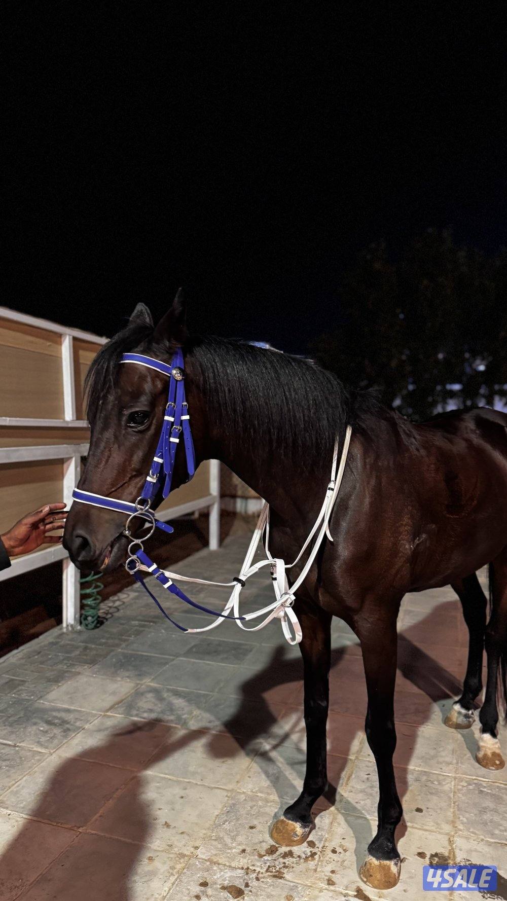 حصان مخلوط خصي1