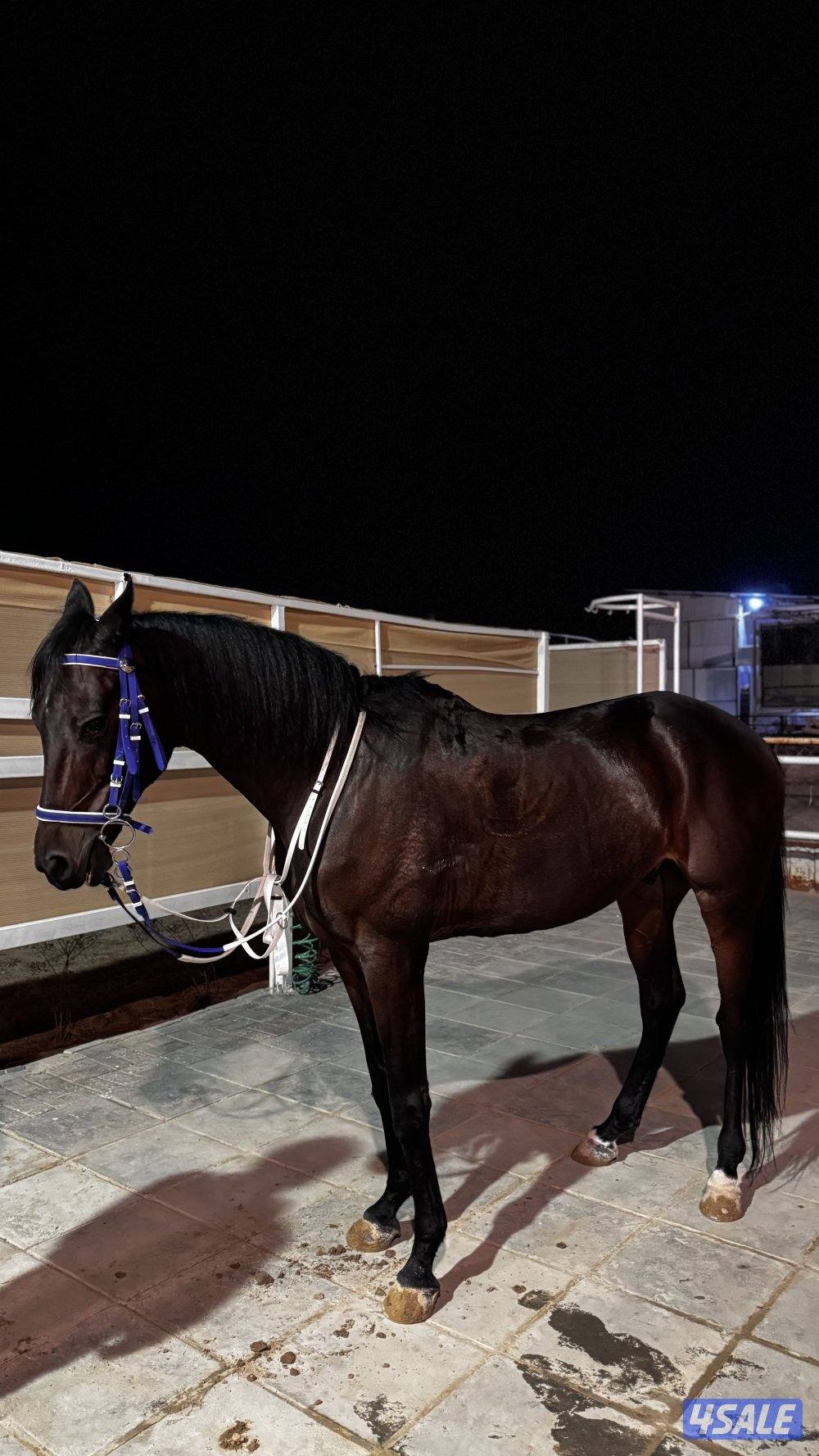 حصان مخلوط خصي2