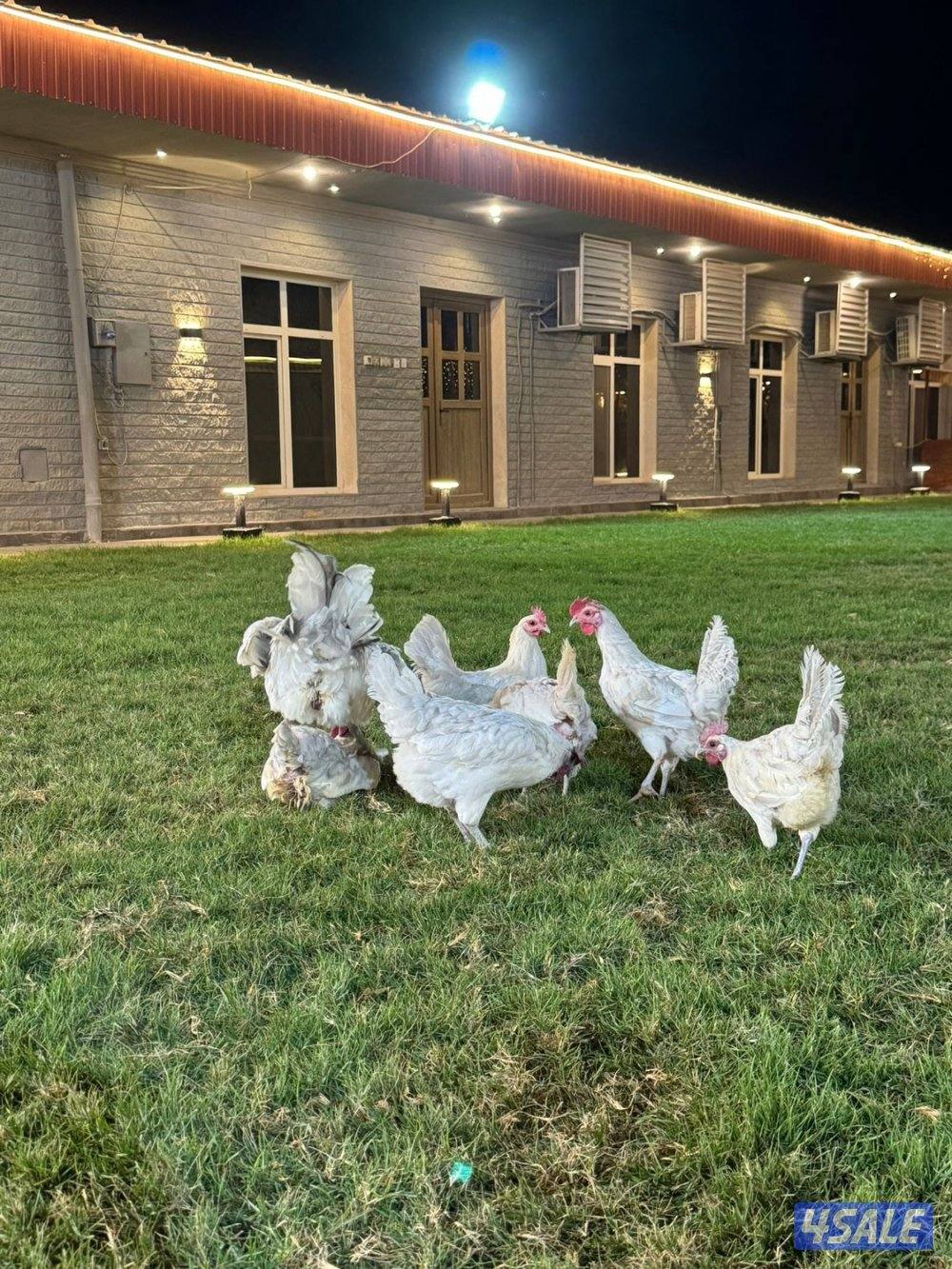 للبيع فيومي ابيض و لافندر0