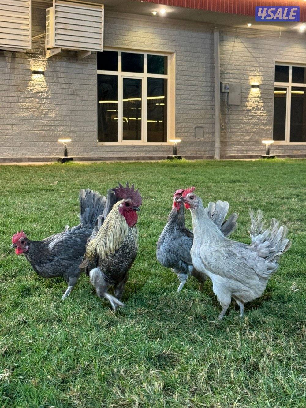 للبيع فيومي ابيض و لافندر1