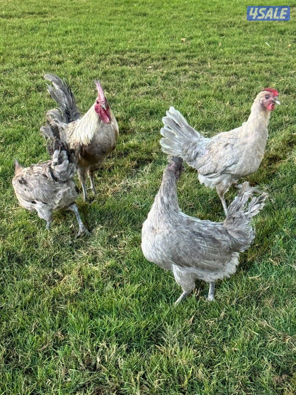 للبيع فيومي ابيض و لافندر2