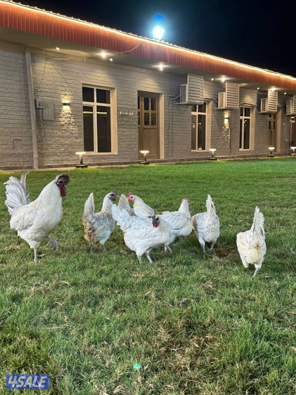 للبيع فيومي ابيض و لافندر3