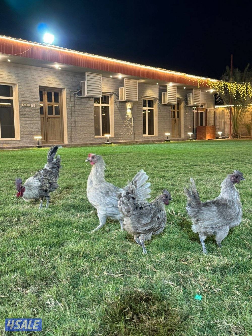 للبيع فيومي ابيض و لافندر4