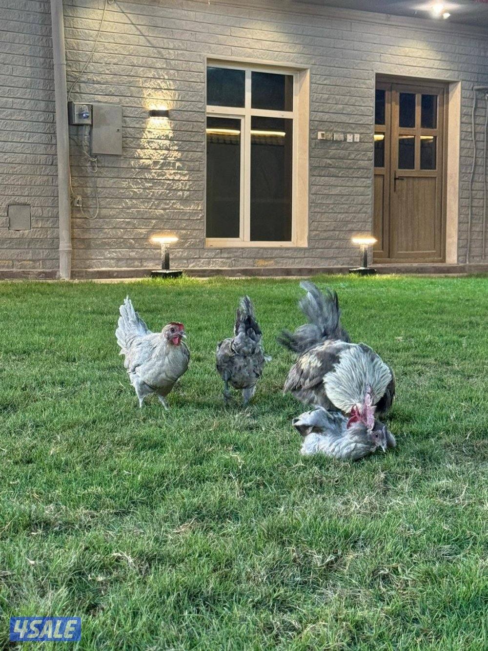 للبيع فيومي ابيض و لافندر5