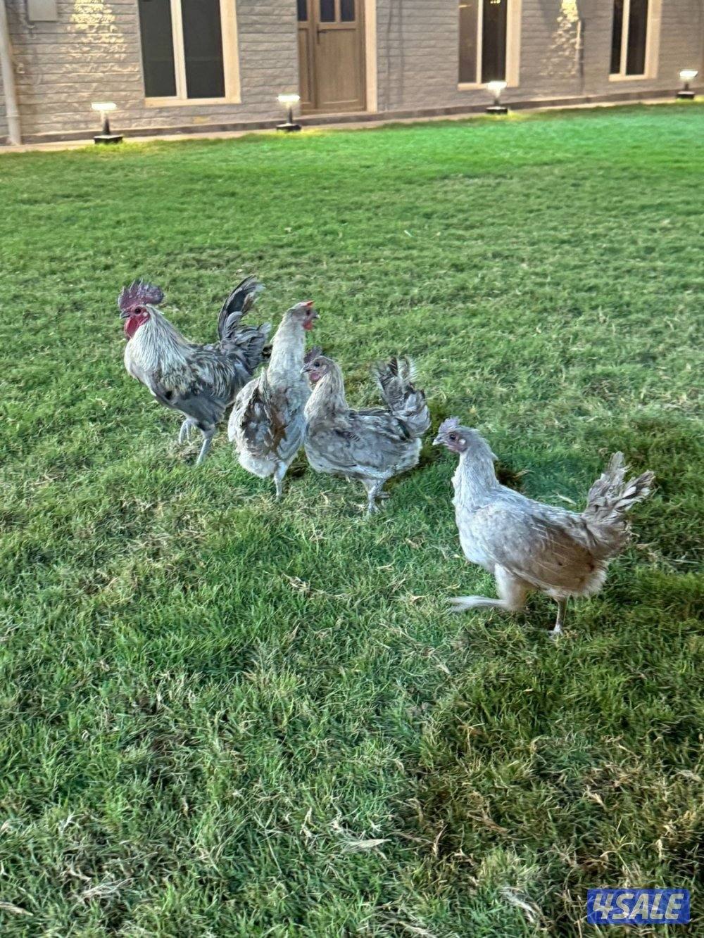 للبيع فيومي ابيض و لافندر6