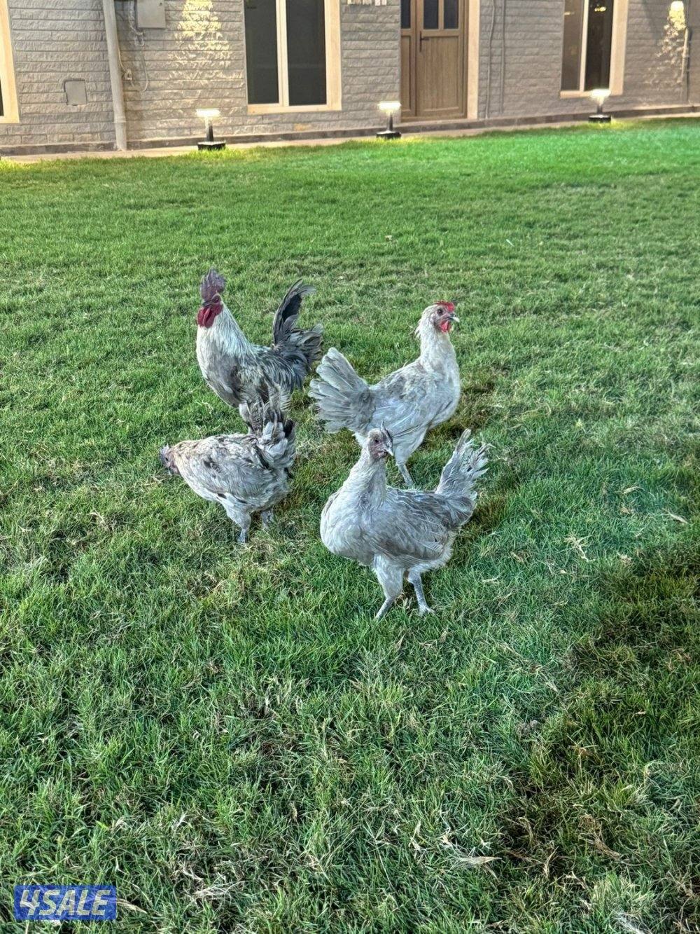 للبيع فيومي ابيض و لافندر7