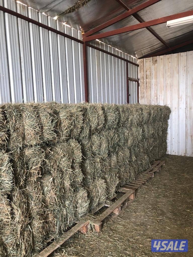 للبيع ربطات بلوبانك0