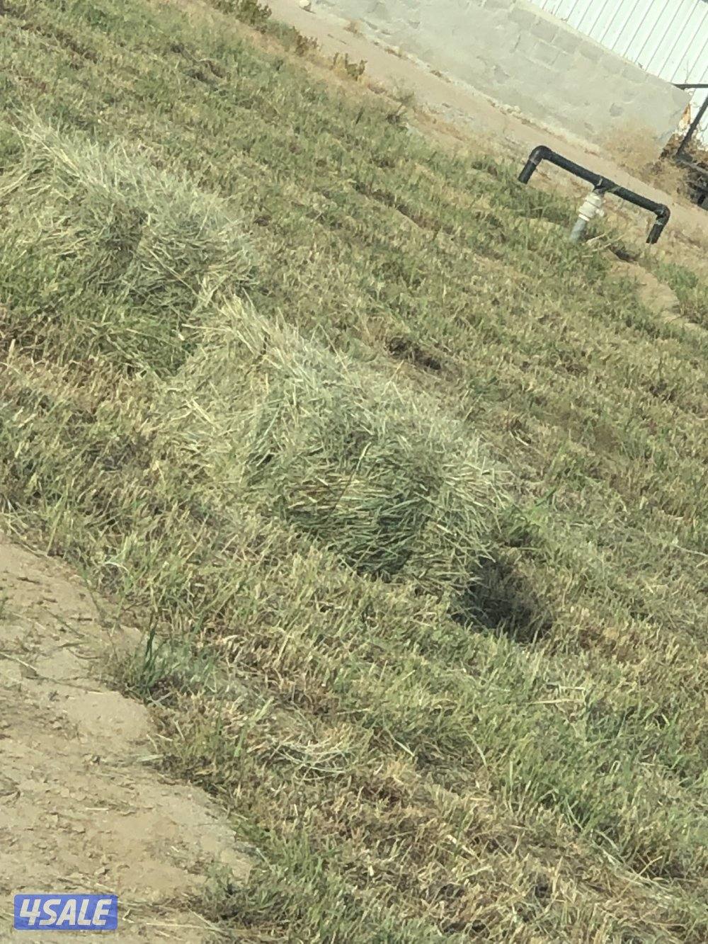 للبيع ربطات بلوبانك1