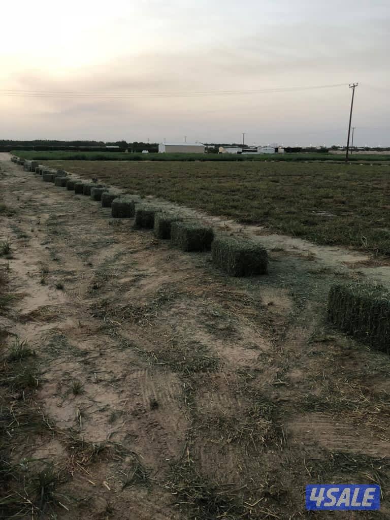 للبيع ربطات بلوبانك2