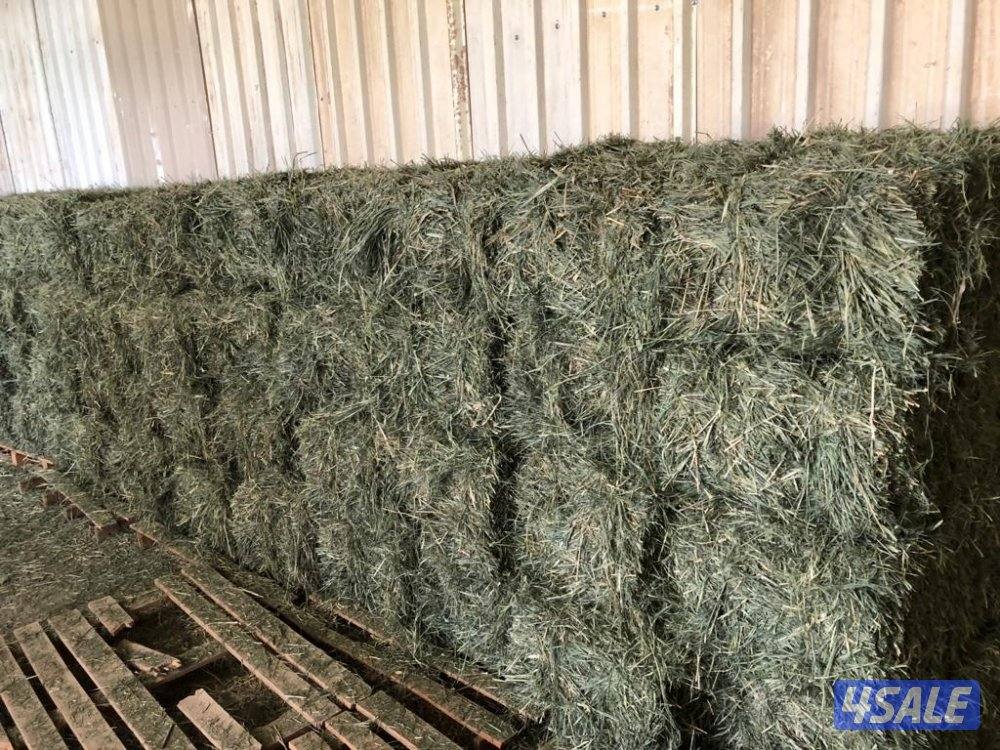 للبيع ربطات بلوبانك3