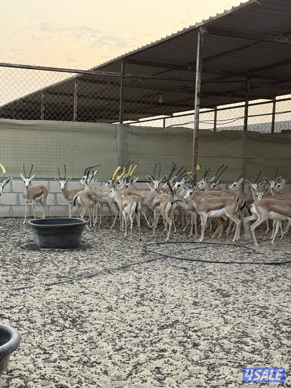 للبيع غزلان الريم العربي0