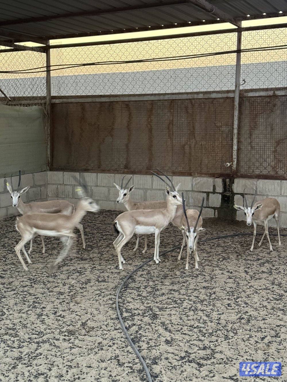 للبيع غزلان الريم العربي1