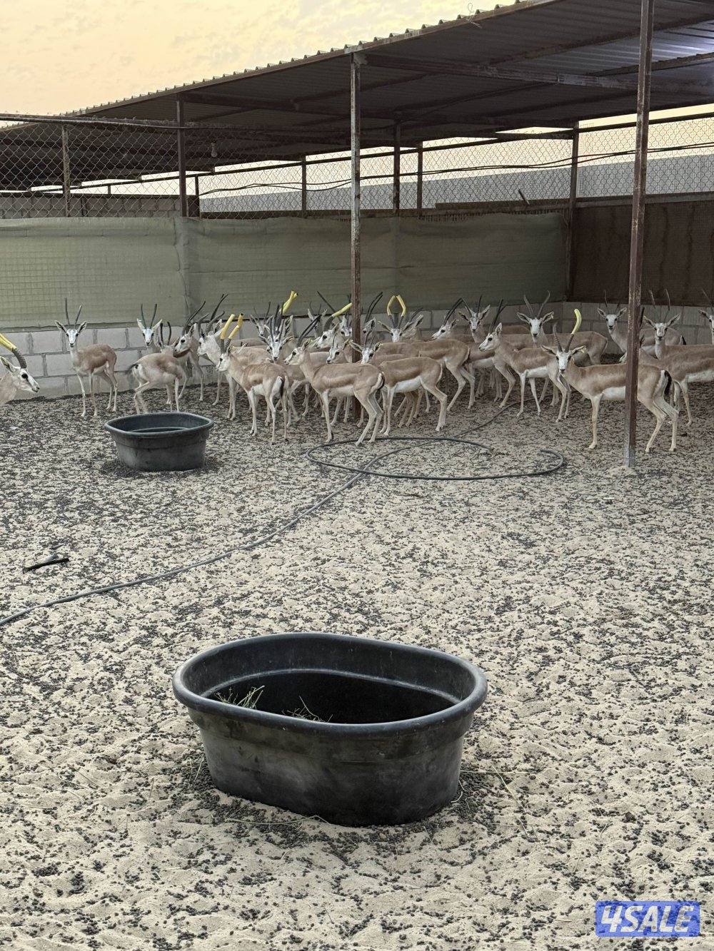 للبيع غزلان الريم العربي2