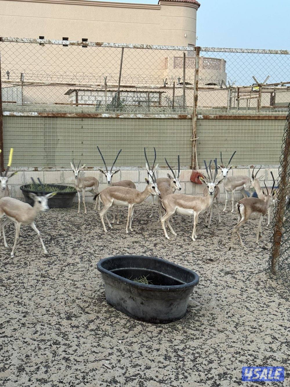 للبيع غزلان الريم العربي3