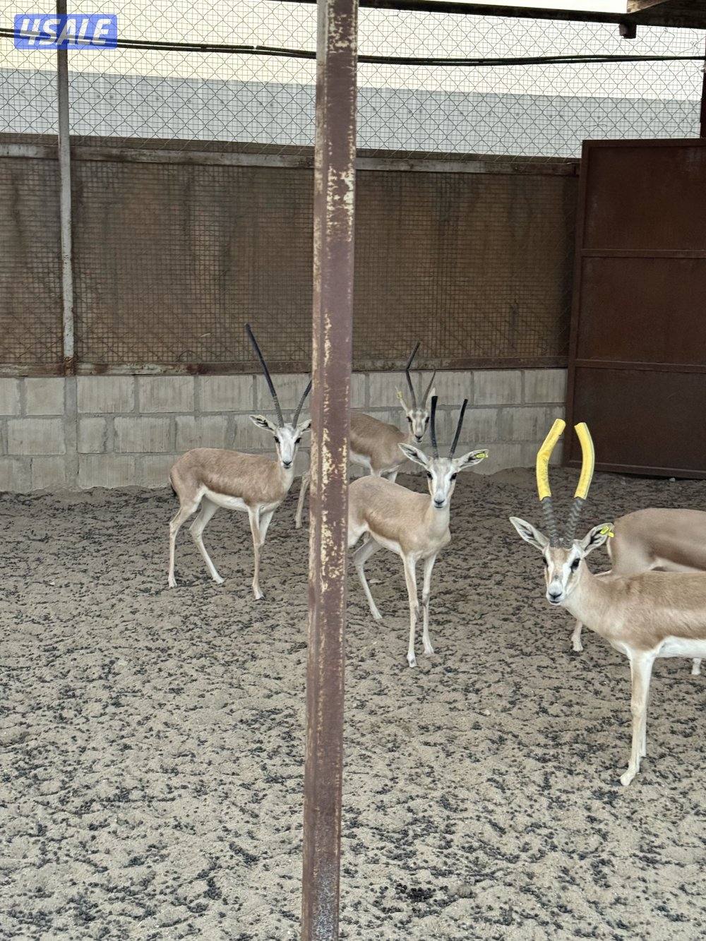 للبيع غزلان الريم العربي4