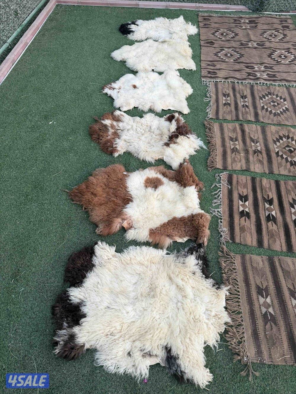 مدات سدو صوف 💯 نوادر3