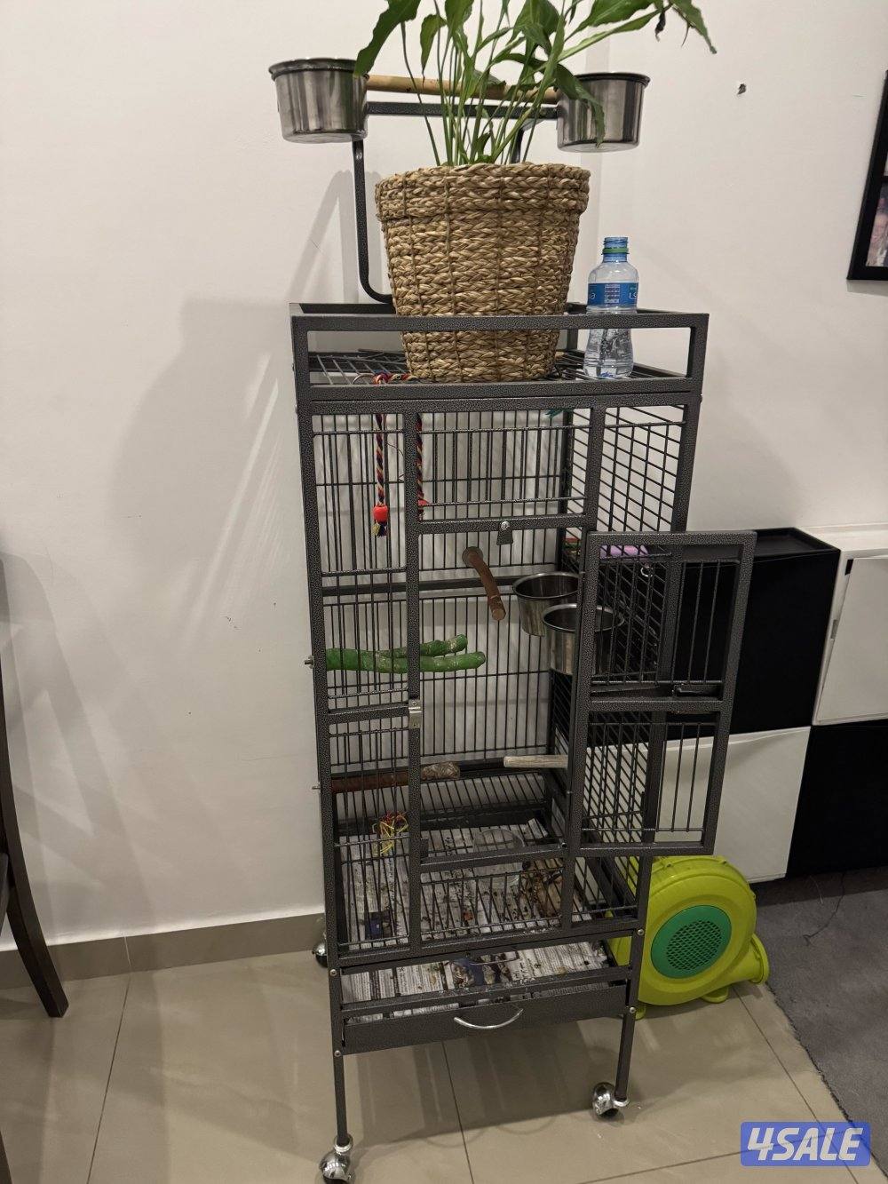 كايك وايت بيلي ربوه قويه ٦ اشهر8