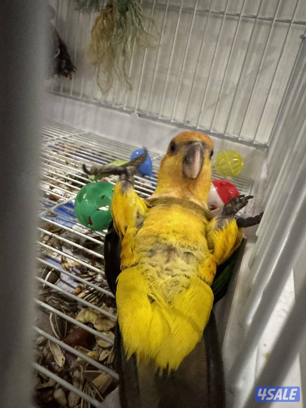 كايك وايت بيلي ربوه قويه ٦ اشهر1