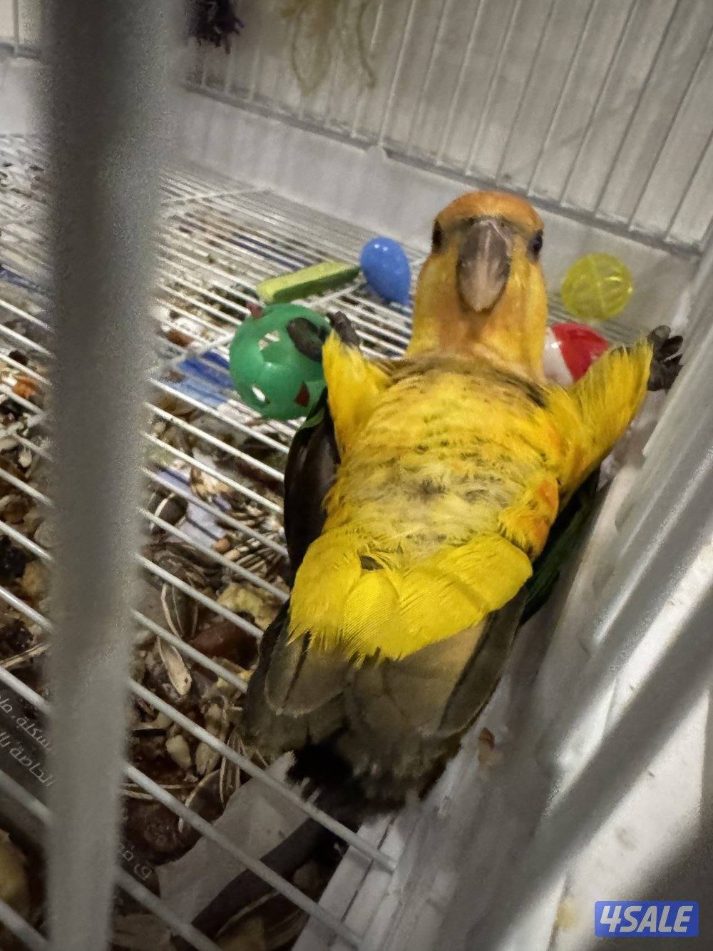 كايك وايت بيلي ربوه قويه ٦ اشهر2