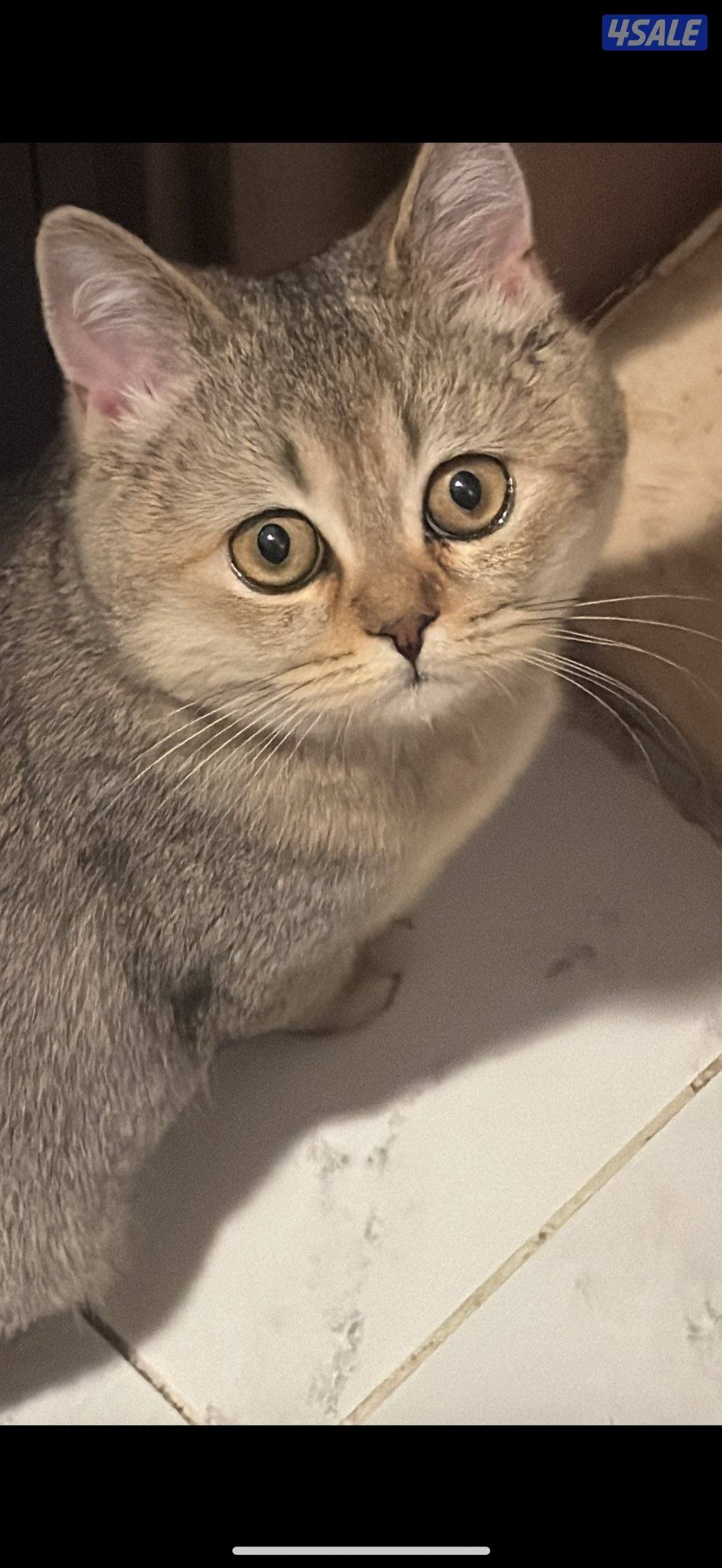 قطة انثى النوع بريتش مع جميع مستلزماتها1