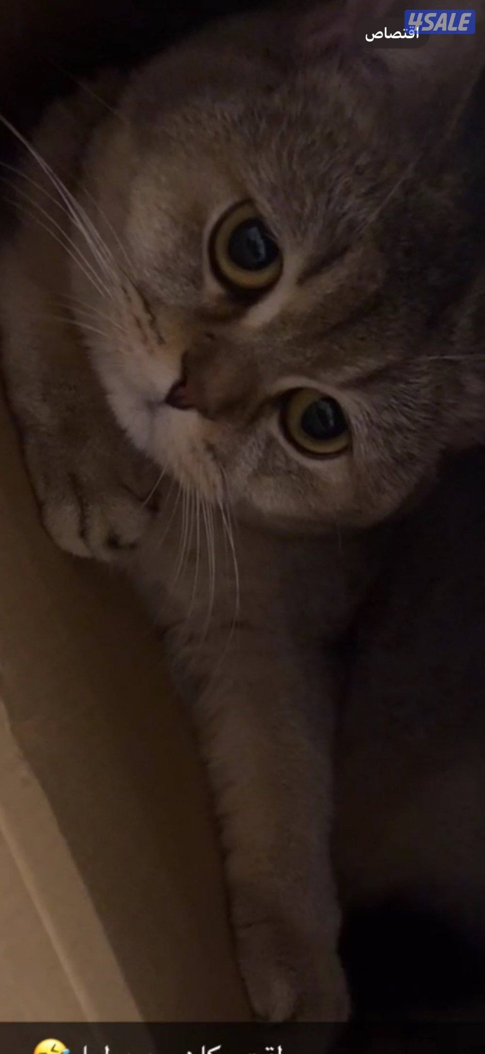 قطة انثى النوع بريتش مع جميع مستلزماتها2