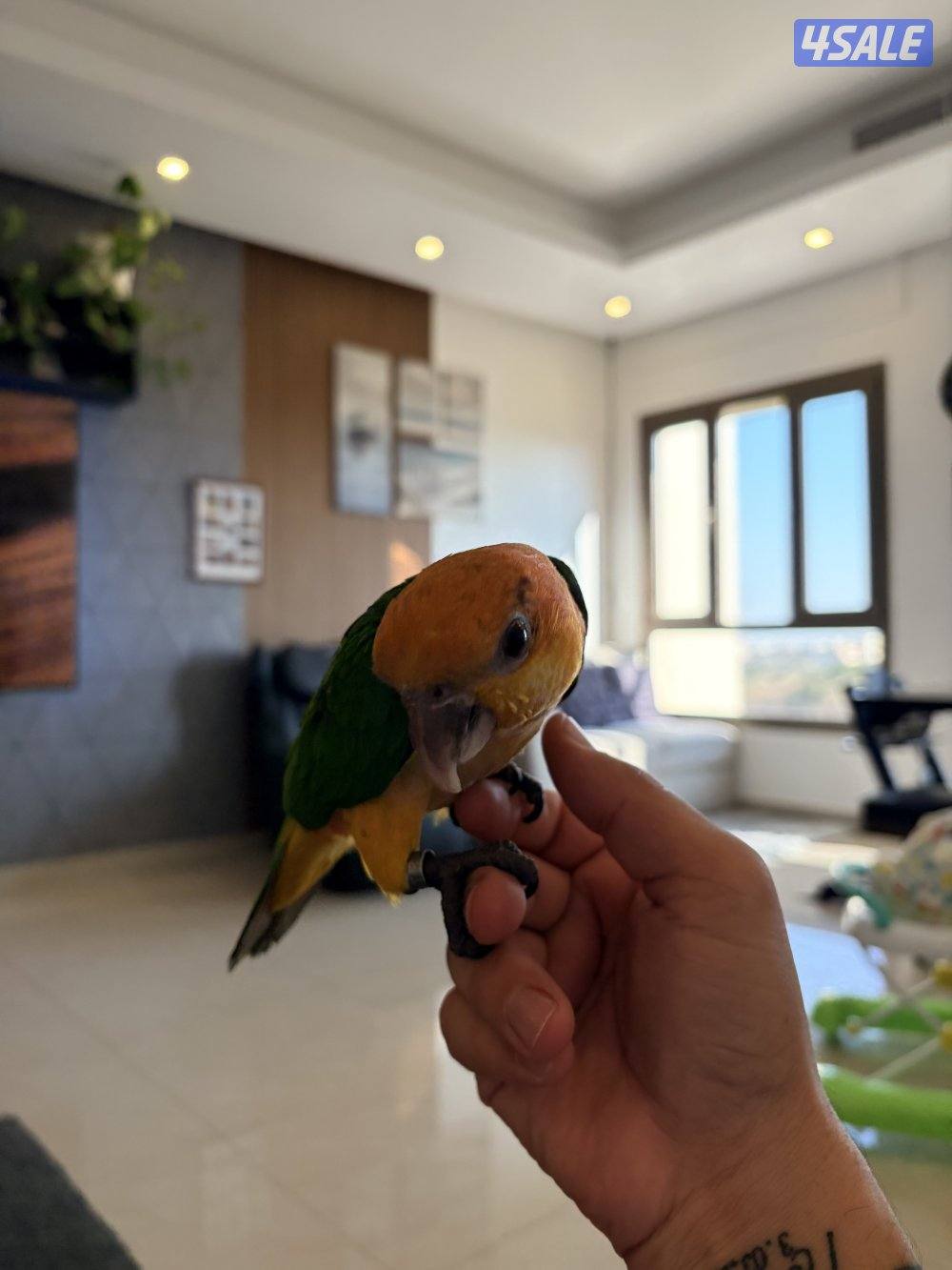 كايك وايت بيلي ربوه قويه ٦ اشهر4