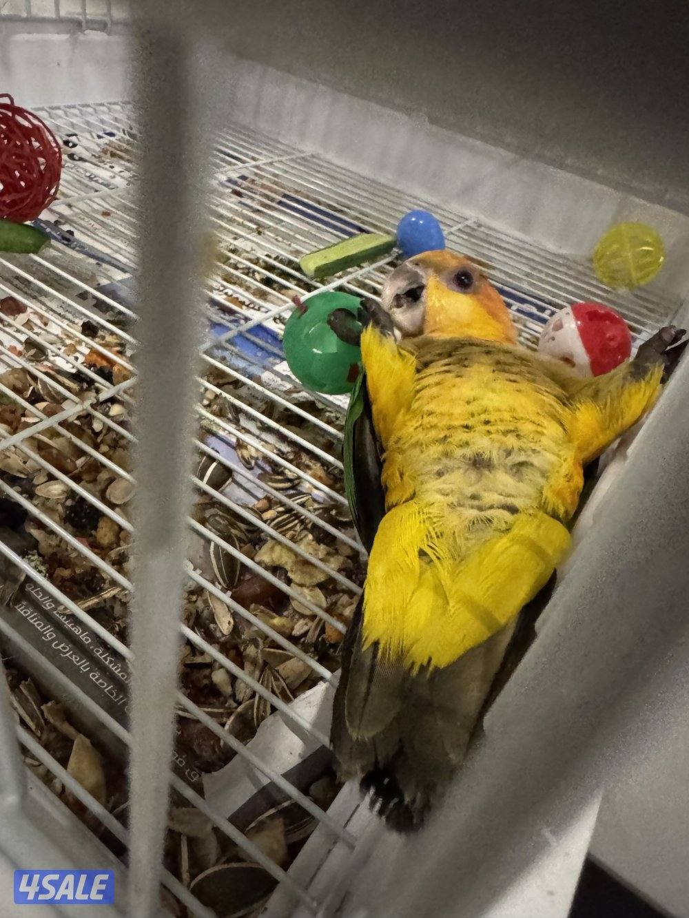 كايك وايت بيلي ربوه قويه ٦ اشهر5