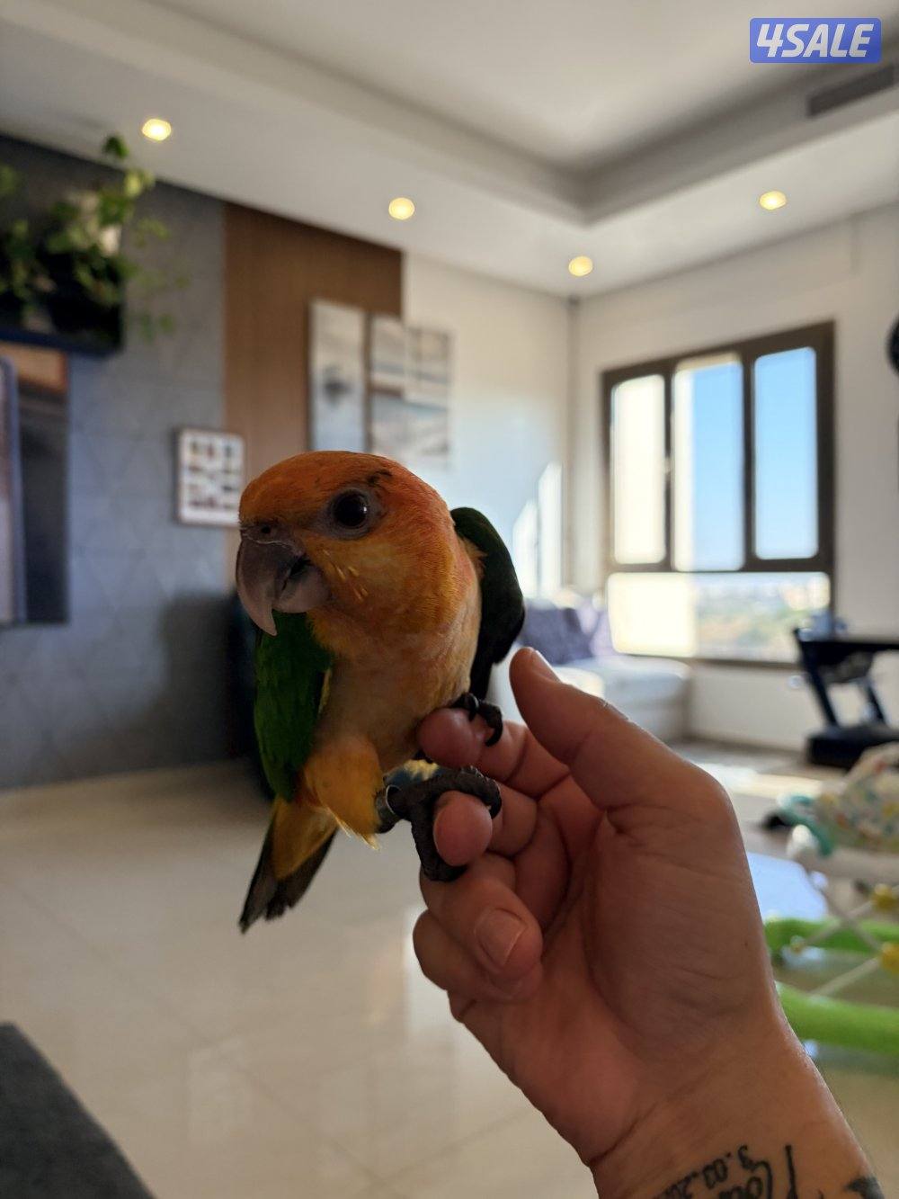 كايك وايت بيلي ربوه قويه ٦ اشهر6