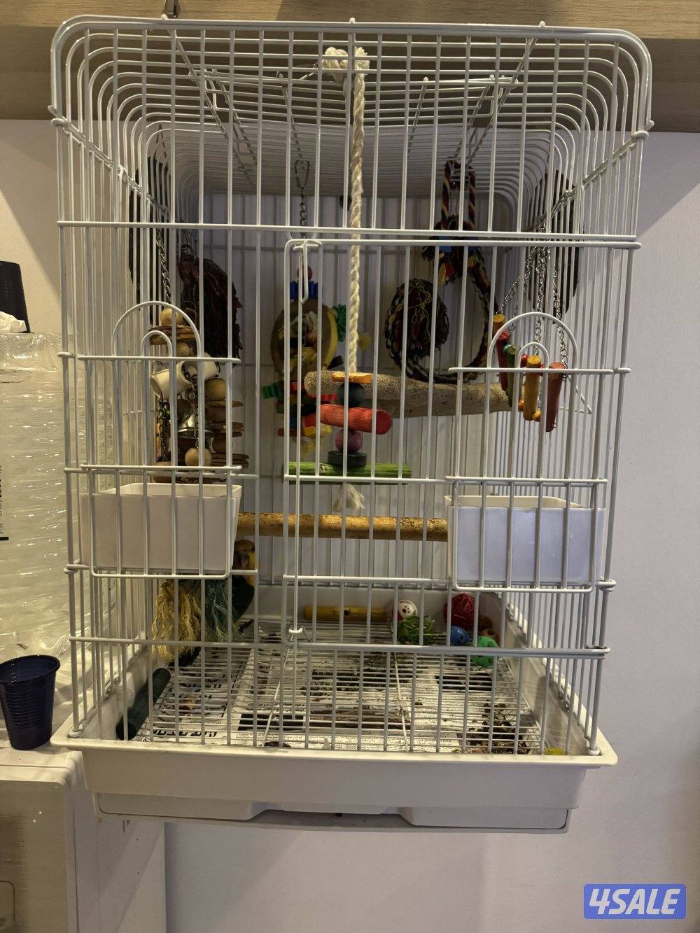 كايك وايت بيلي ربوه قويه ٦ اشهر9