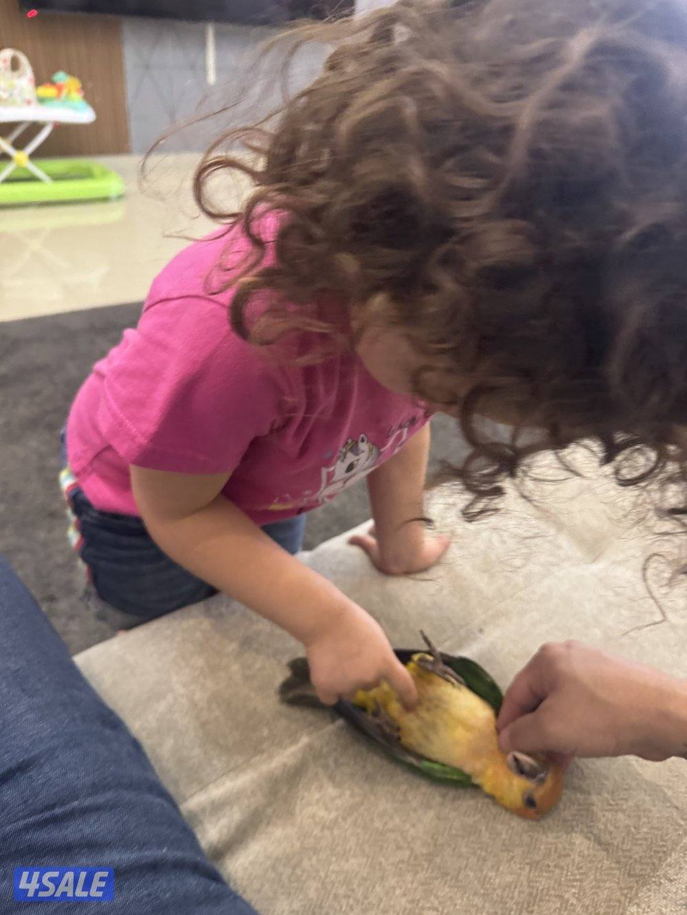 كايك وايت بيلي ربوه قويه ٦ اشهر7