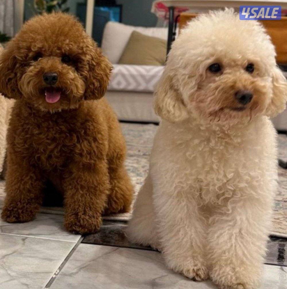 ذكرين توي بودل ابيض وبني للتزاوج فقط0