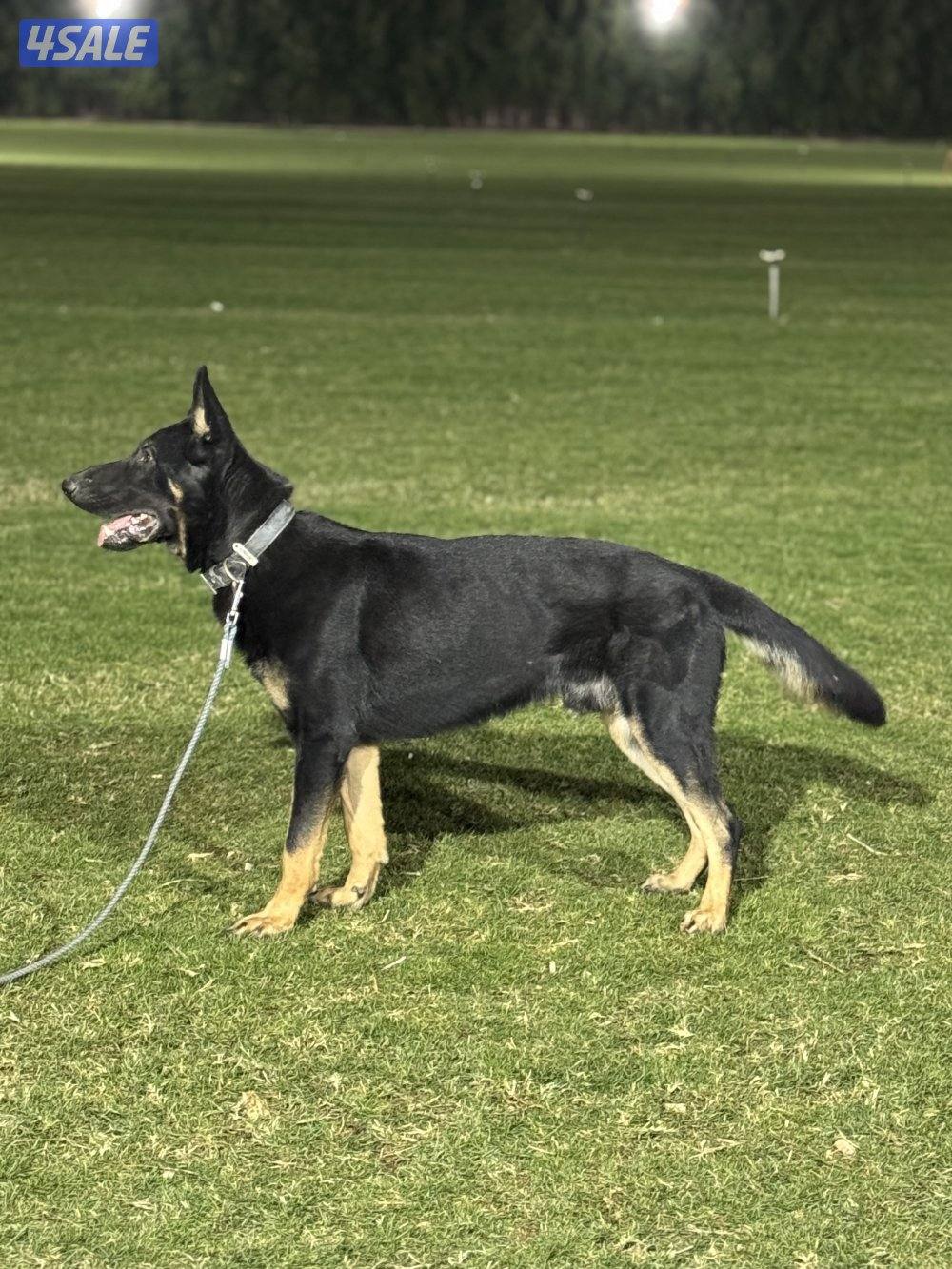 🔥🔥 جيرمن شيبرد وورك لاين1