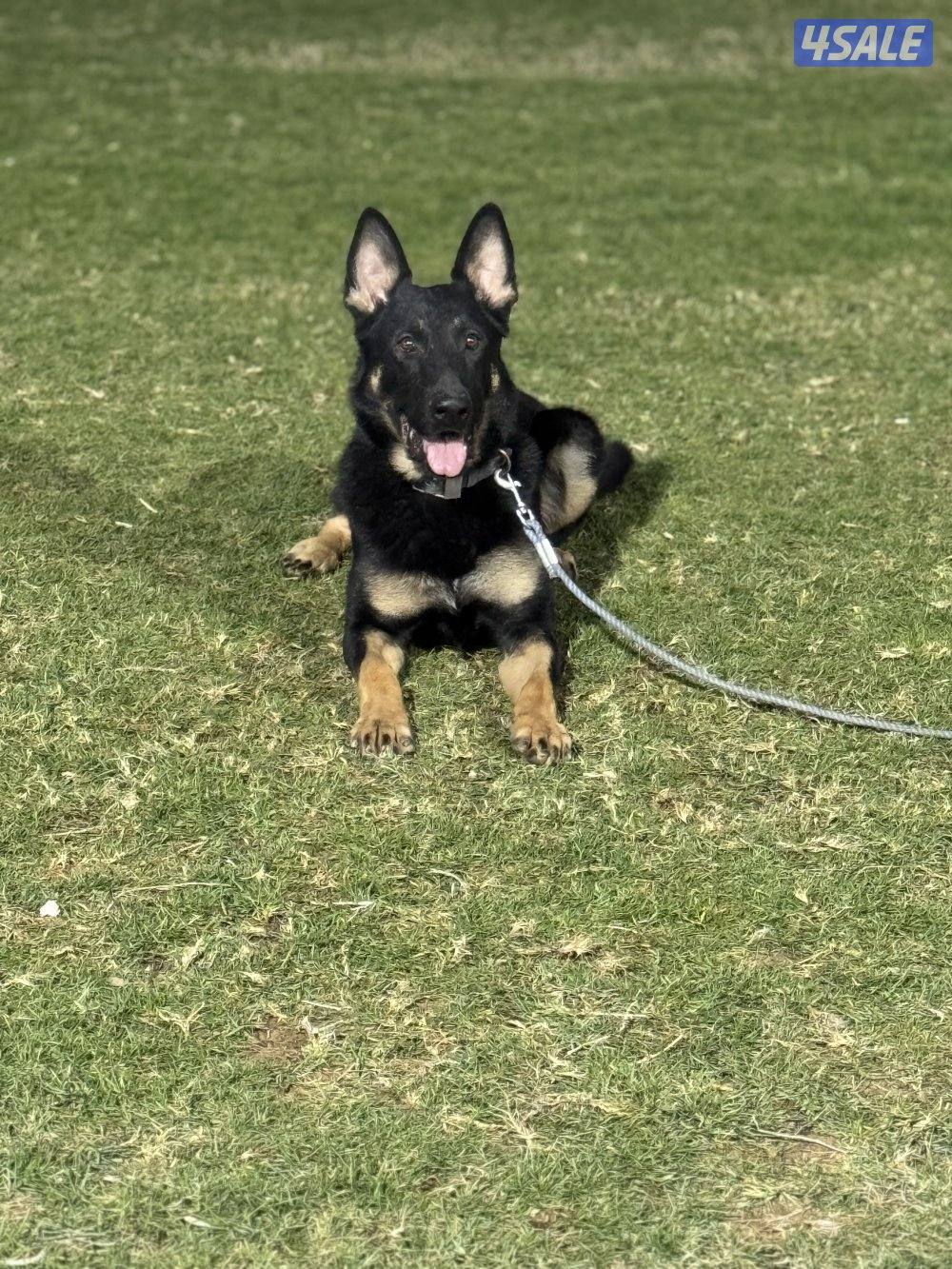 🔥🔥 جيرمن شيبرد وورك لاين2