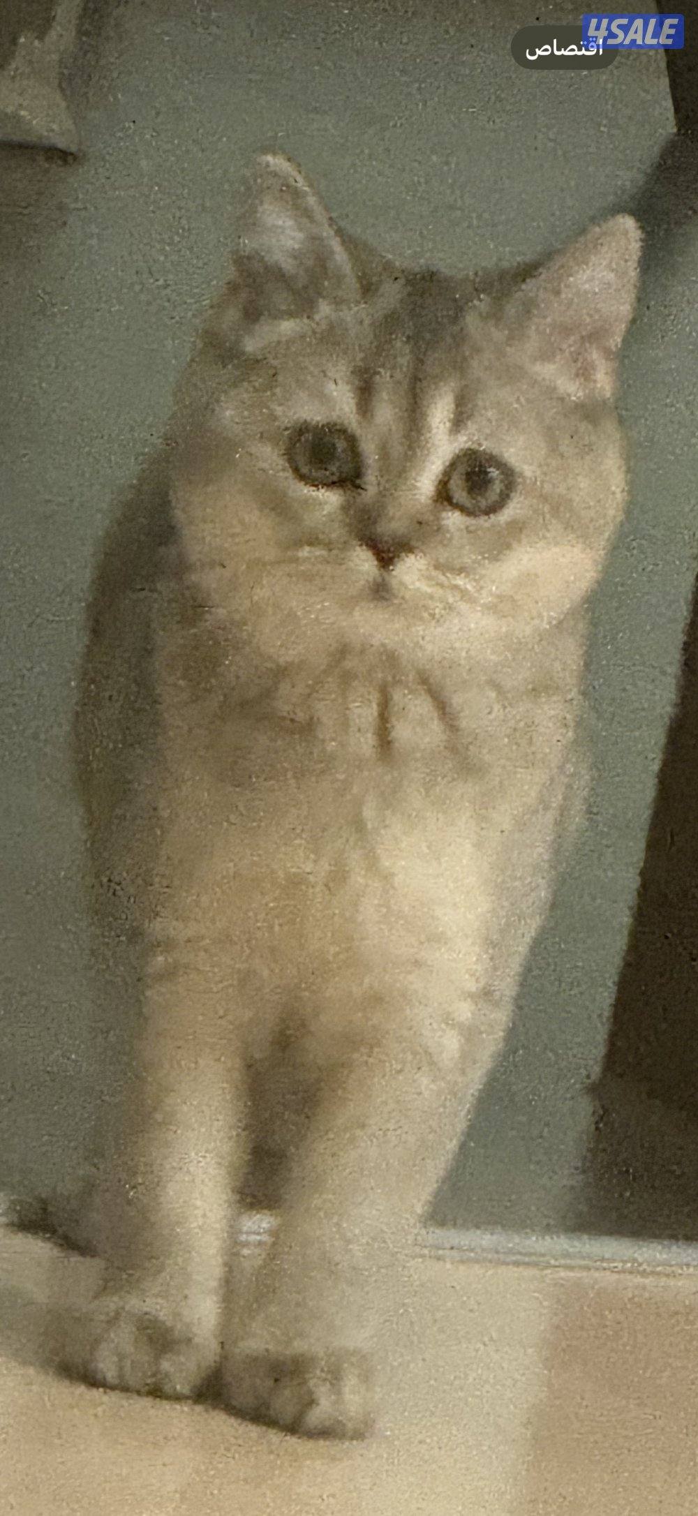 قطة انثى النوع بريتش مع جميع مستلزماتها3