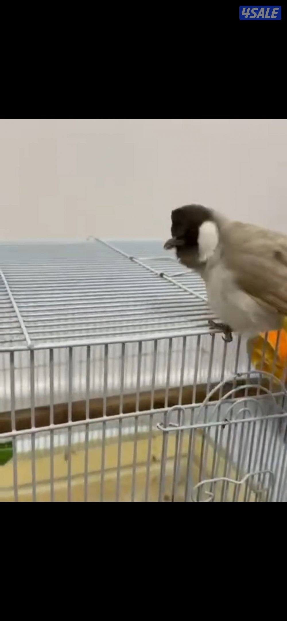 مفقود بلبل كريمي بمنطقة غرب عبدالله مبارك ، ولمن يعثر عليه له هديه0