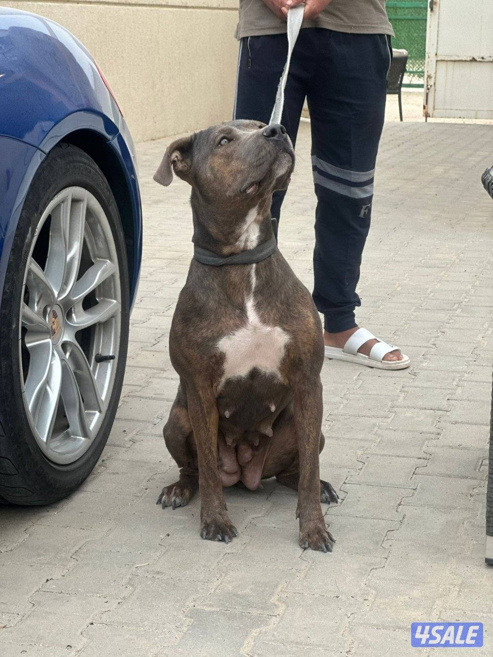 بيعه سريعه بت بول نثيه0