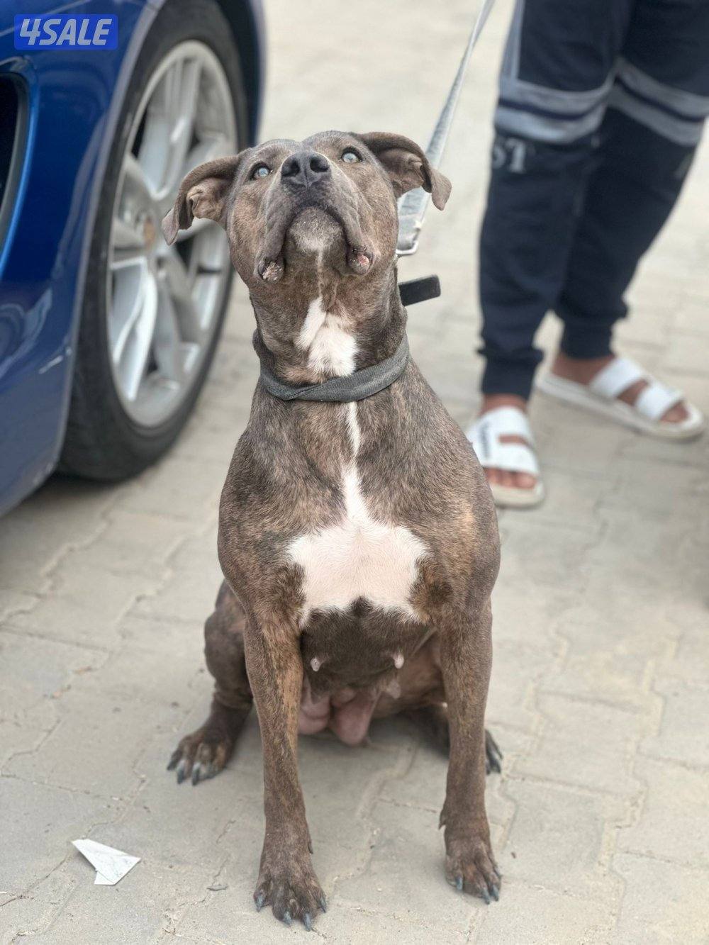 بيعه سريعه بت بول نثيه1