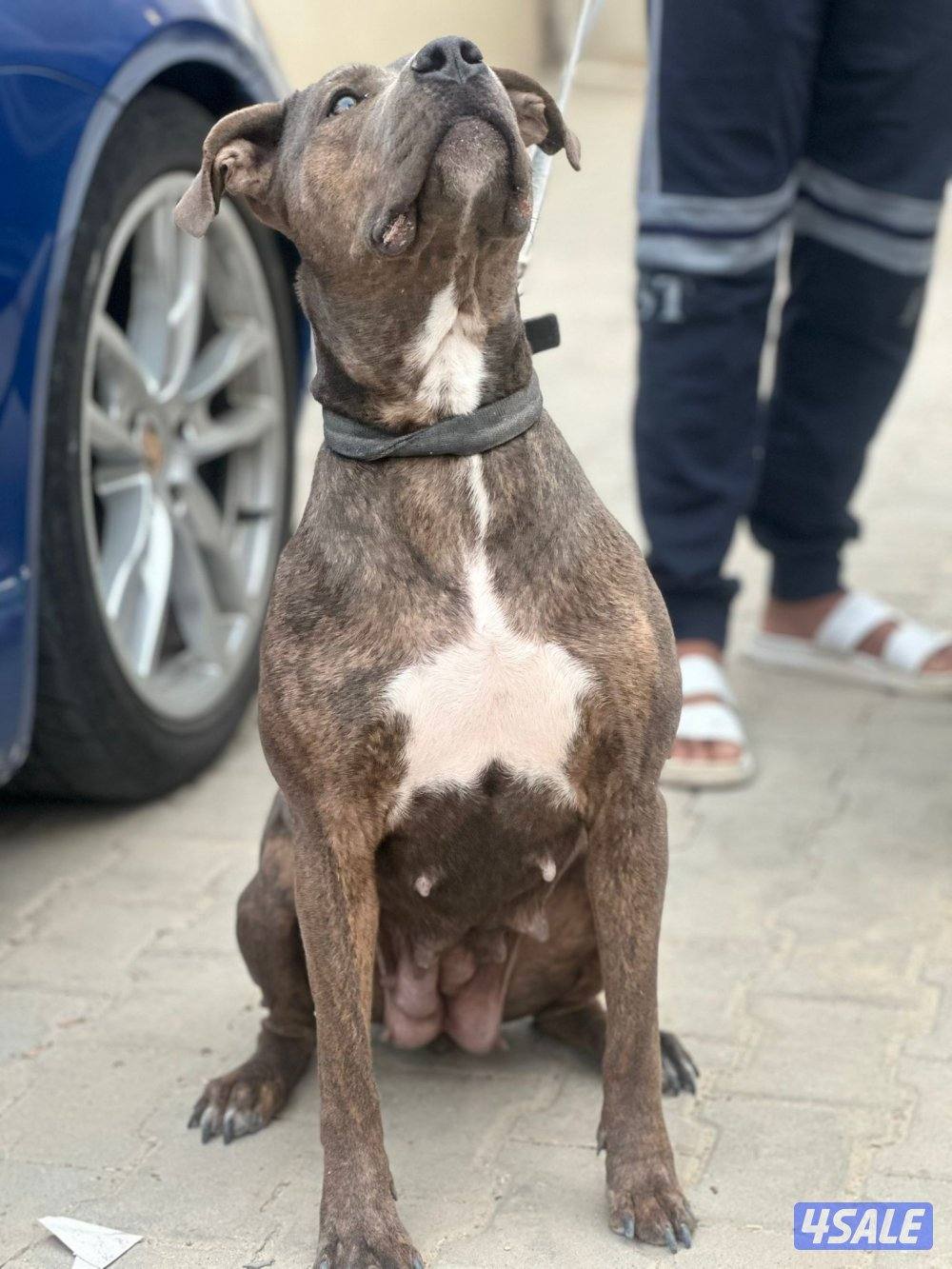 بيعه سريعه بت بول نثيه2