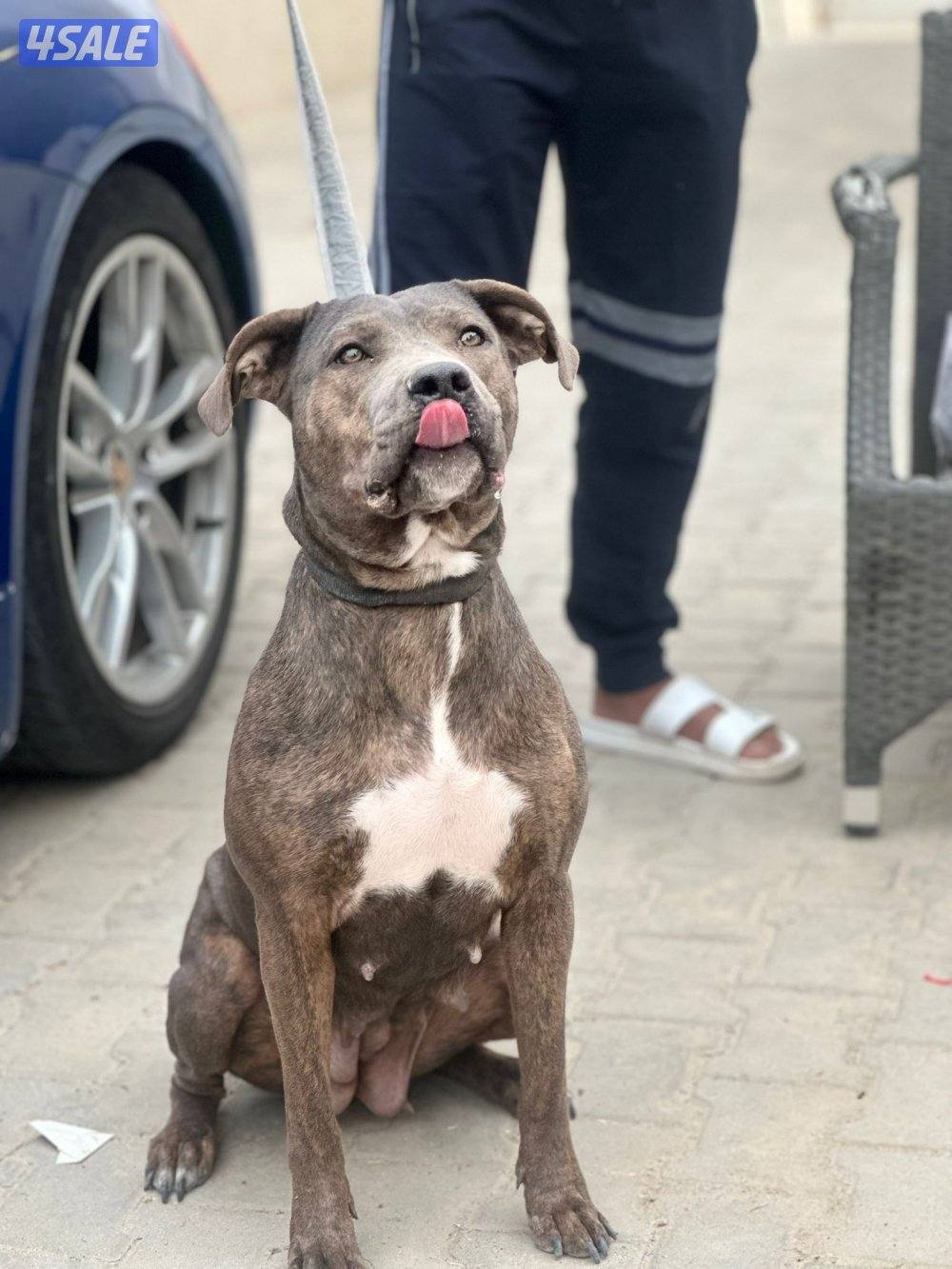 بيعه سريعه بت بول نثيه3