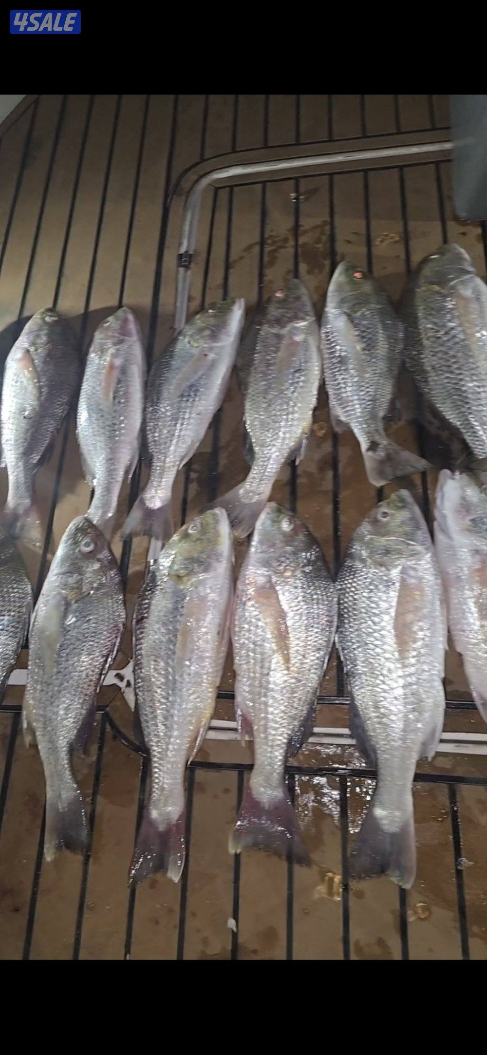 رحلات بحريه(نوخذه كويتي)(بوسعود)(حداق تشخيط جق) شمال و جنوب4