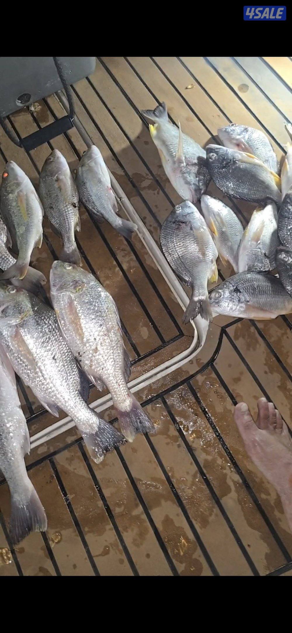 رحلات بحريه(نوخذه كويتي)(بوسعود)(حداق تشخيط جق) شمال و جنوب5