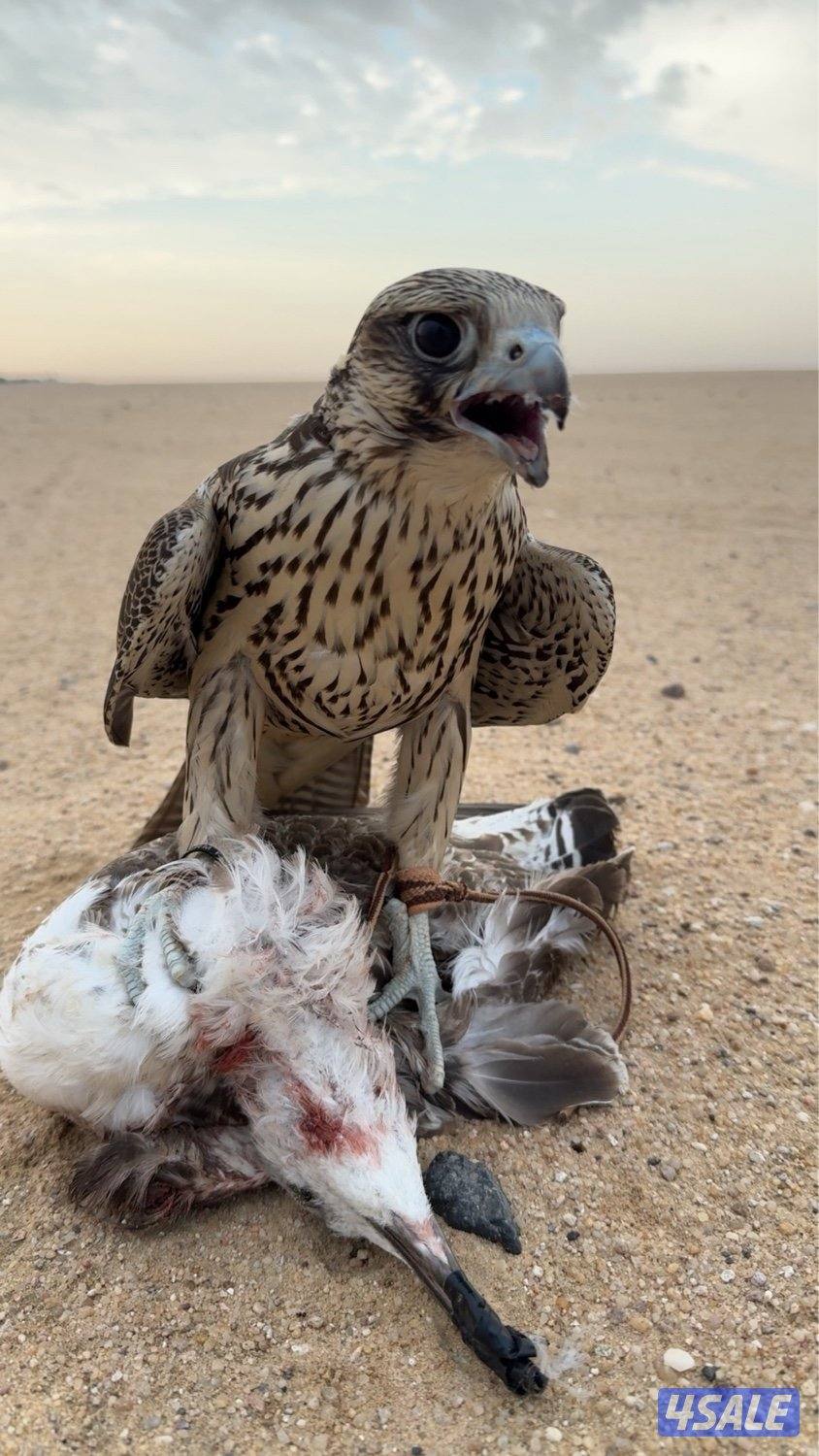 جير تبع فرخ0