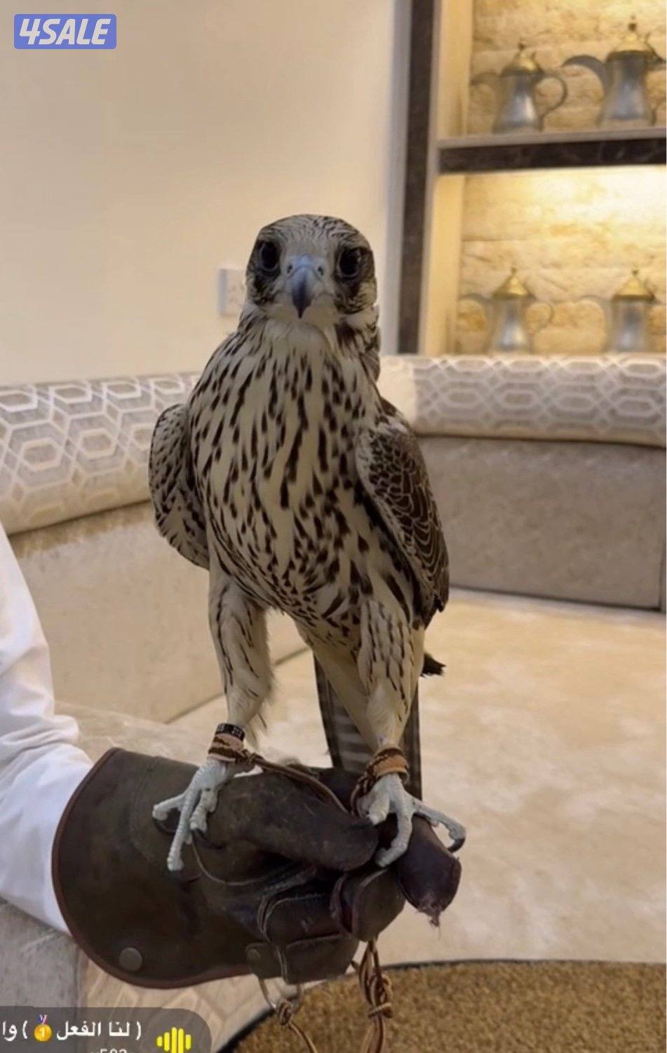 جير تبع فرخ1